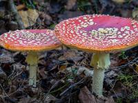 Zwei formschöne Fliegenpilze mit tellerförmigem Hut
